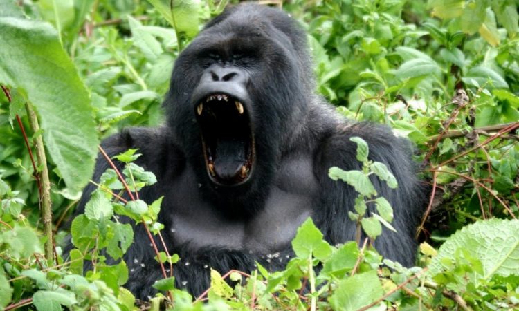 5 Days Rwanda Gorillas & Wildlife