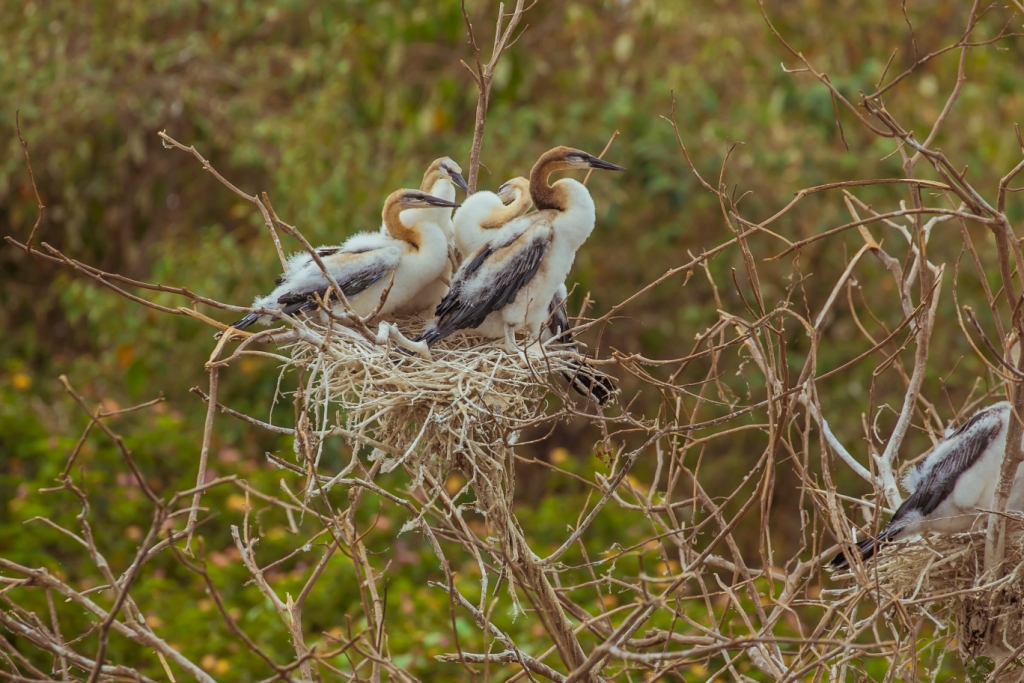 Akagera National Park tours, Best Rwanda wildlife safaris, activities