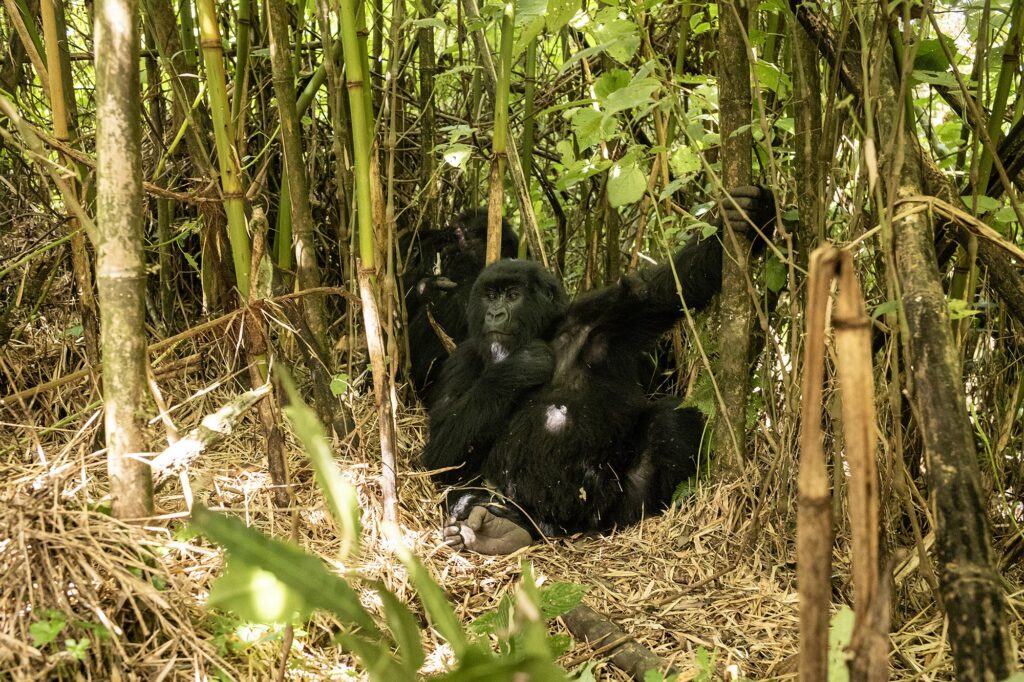 8 Days Rwanda Gorilla & Cultural Safari -Rwanda Safari Booking